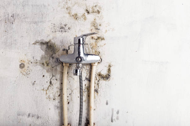 Best Same-Day Mold Removal  in Gonzalez, FL