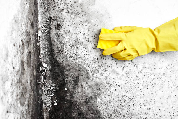 Office Mold Removal Services in Gonzalez, FL