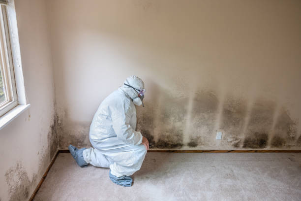 Certified Mold Removal in Gonzalez, FL