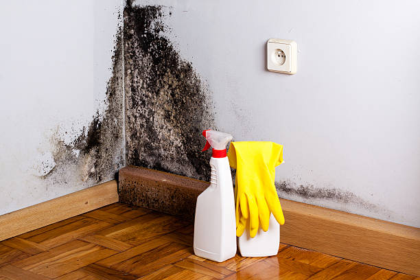 Best Black Mold Removal  in Gonzalez, FL