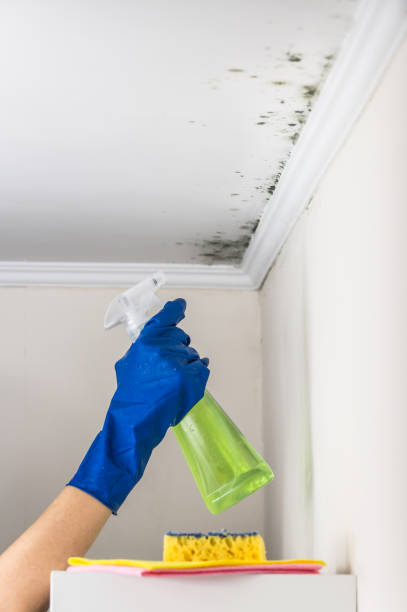 Best Attic Mold Removal  in Gonzalez, FL